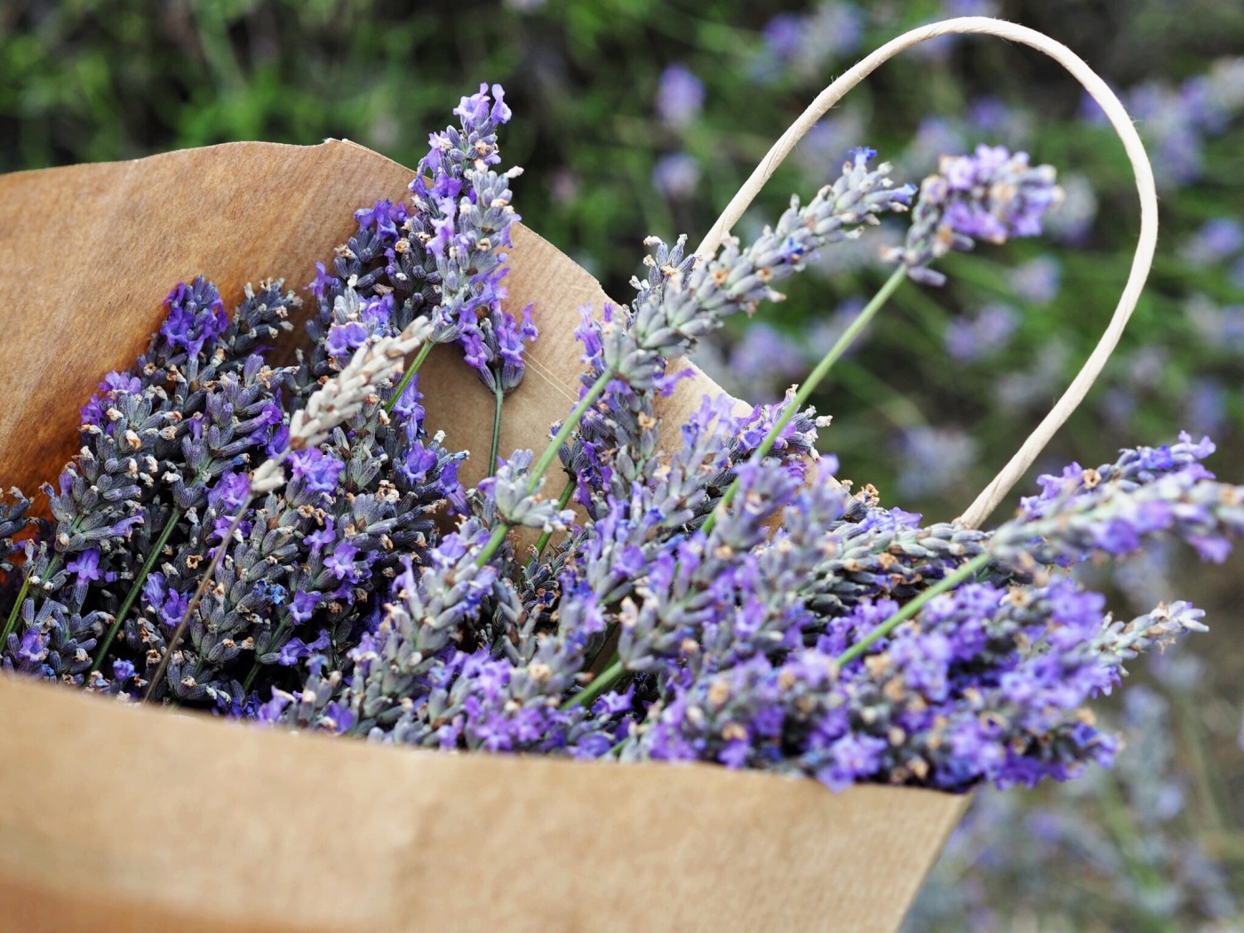 Lavender and Sunflower Farm Book –